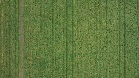Grass-field-meadow-with-tractor-and-animal-traces-tracks-aerial-view