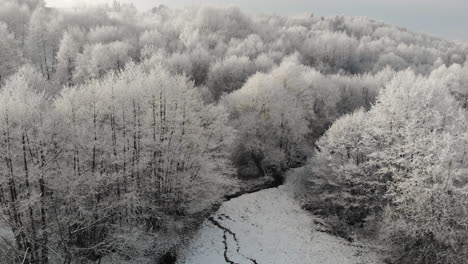 Winter-frost-on-trees,-snowy-scenery-of-wilderness,-woodland-aerial-panorama
