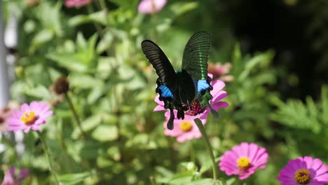 Schöner-Schwarzer-Und-Blauer-Schmetterling,-Der-Auf-Rosa-Blume-Sitzt