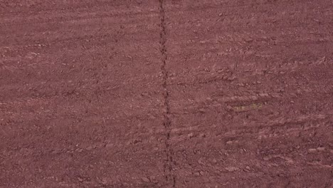 Moose-roe-deer-footprint-traces-in-plowed-field-soil-aerial-view