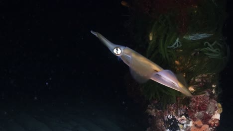 Südliche-Tintenfischjagd-Und-Fang-Von-Fischen-In-Der-Nacht-Sepiotheuthis-Australis-4k-60fps-Zeitlupe
