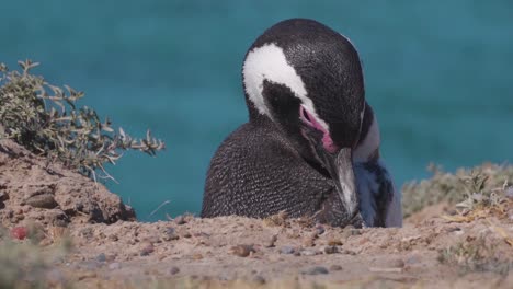 Close-up-shot-of-Magellanic-Penguin-cleaning-himself-during-beautiful-weather-outside-in-nature