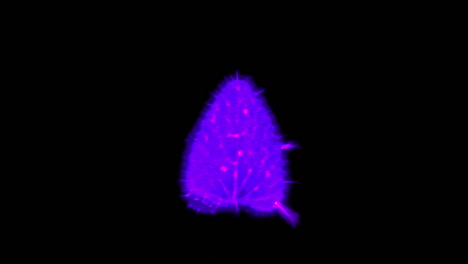 Kirlian-photography-of-electromagnetic-discharge-of-Catnip-leaf