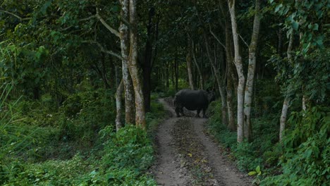 Rare-rhinoceros-crossing-road-in-the-jungle-in-4k
