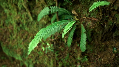 Green-Leaves-Of-Fern-Growing-On-Mossy-Rocks-In-Forest