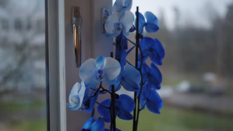 Blue-Orchid-Flower-by-Apartment-Window-With-Bird-Flying-in-Background-on-a-Cloudy-Autumn-Day,-Handheld-Pan-Right-To-Left