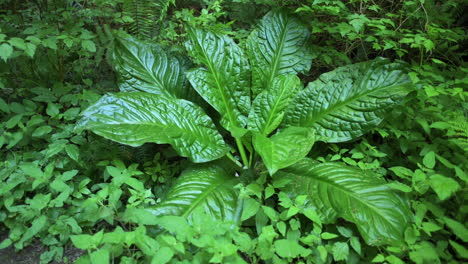 Single-Plant-Of-Skunk-Cabbage-With-Lush-Green-Leaves-In-Forest-Of-Oregon