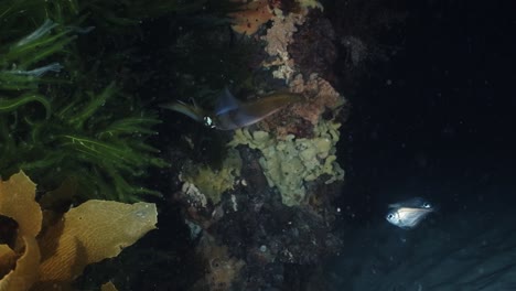 Calamares-Del-Sur-Calamares-Cazando-Y-Pescando-En-La-Noche-Sepiotheuthis-Australis-4k-60fps-Cámara-Lenta
