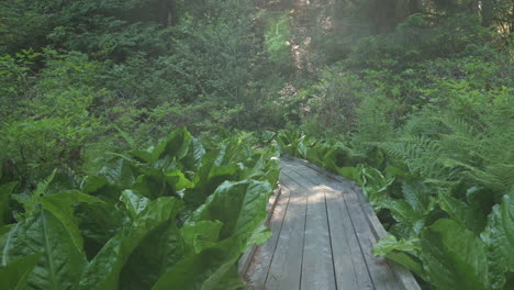 Wooden-Trail-Surrounded-With-Wild-Skunk-Cabbage-At-South-Slough-National-Estuarine-Research-Reserve-In-Coos-Bay,-Oregon