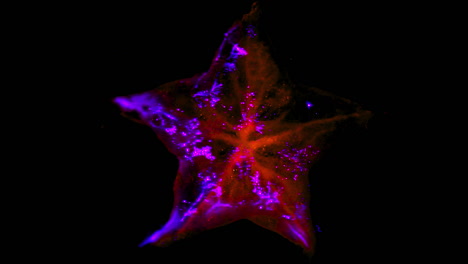 Kirlian-photography-of-electromagnetic-discharge-of-a-cross-section-of-star-fruit