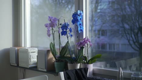 Flores-Rosadas,-Azules-Y-Moradas-Junto-A-La-Radio-Del-Reproductor-De-Cd-En-Un-Día-Soleado-De-Otoño-En-Suecia-Borås,-Plano-Medio-Portátil