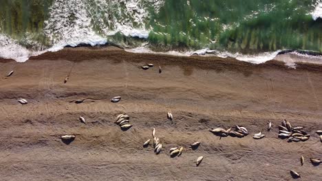 South-American-Elephant-seals-colony-on-Peninsula-Valdes-Island-during-sunset