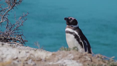 Cierre-En-Cámara-Lenta-De-Un-Pingüino-Descansando-Sobre-Una-Roca-Durante-El-Día-Soleado-Con-El-Atlántico-Sur-Azul-En-El-Fondo