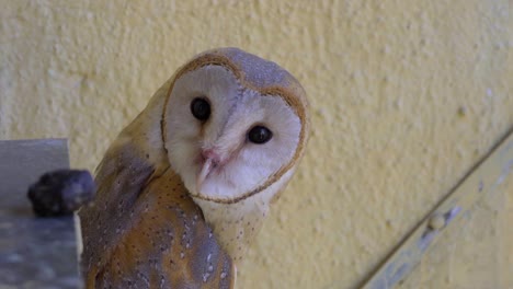 barn-owl-in-the-window-of-the-home-building-looking-in-camera-and-home-piking-inside-scared-bird-India-full-shot
