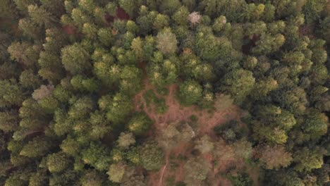Top-View-Of-Tree-Covered-Forest-Near-The-City-Of-Bolu,-Turkey---Aerial-Shot