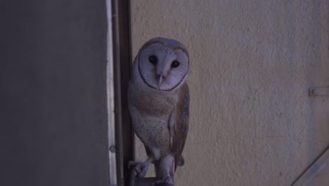 barn-owl-in-the-window-of-the-home-building-looking-in-camera-and-home-piking-inside-scared-bird-India