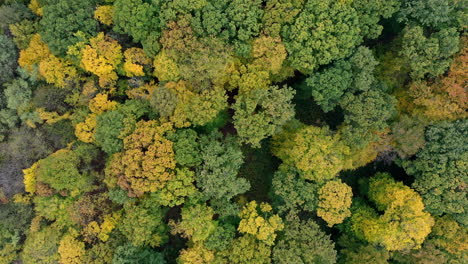 Mixed-autumn-forest-aerial-background