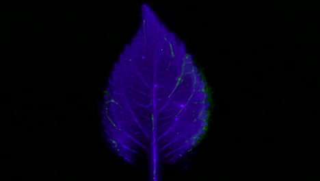 Kirlian-photography-of-electromagnetic-discharge-of-Hydrangea-leaf