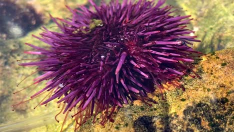Purple-sea-urchin-feeling-around-a-rock-with-tiny-tube-like-feet-and-gliding-across-an-ocean-tidepool-habitat-in-the-wild