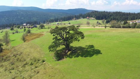 The-Famous-Big-Holy-Pine-On-Kamena-Gora-Mountain-In-Serbia-On-A-Sunny-Day---aerial-drone-shot