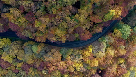 Straße-Durch-Den-Wald-Im-Herbst
