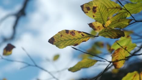 Autumnal-Leaves-On-Branches-Of-Tree-Against-Blue-Sky---close-up,-slow-motion