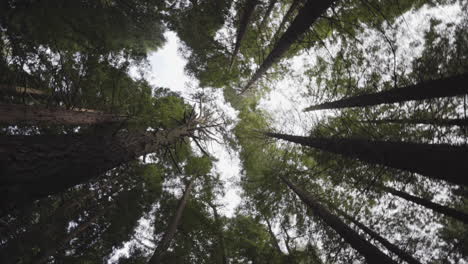 ätherisch-Kein-Ausweg-Stecken-In-Sequoia-Forest-Spanien-Low-Angle-Shot