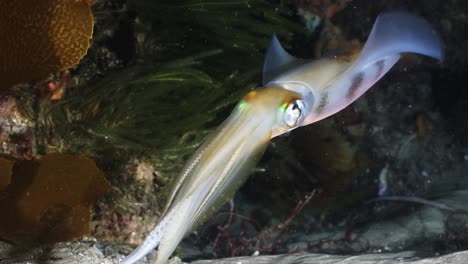 Southern-Calamari-Squid-hunting-and-catching-fish-at-night-Sepiotheuthis-australis-4k-60fps-slow-motion