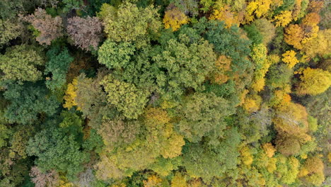 Draufsicht-Bunter-Herbstwald-In-Ungarn