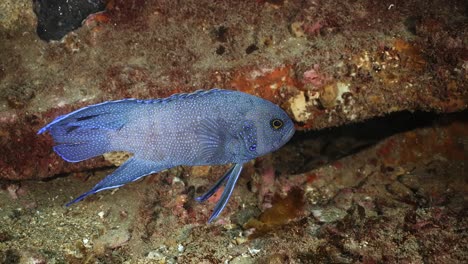 Pez-Diablo-Azul-Del-Sur-Paraplesiops-Meleagris-Endémico-Sur-De-Australia-4k-Cámara-Lenta