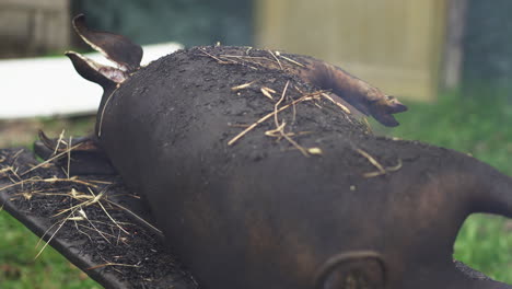 Roasted-burned-hog-carcass-after-singe---Close-up