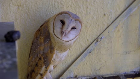 owl-blinking-eyes-face-close-up-barn-owl-india-seating-sleeping-in-daylight