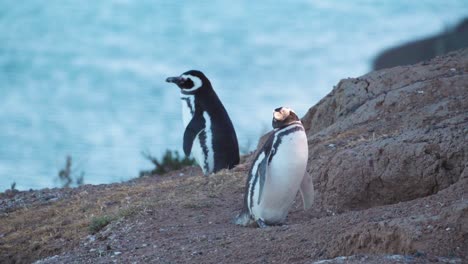 Slow-motion-wide-shot-showing-two-Magellanic-Penguins-standing-on-high-mountain-and-resting