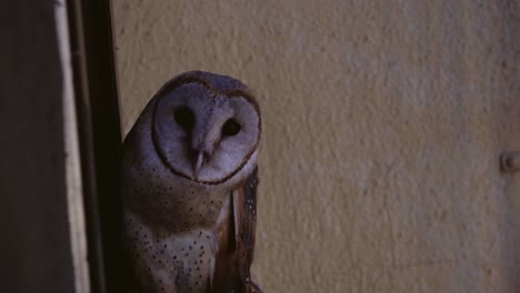 barn-owl-seating-at-the-home-flat-window-looking-in-camera-India