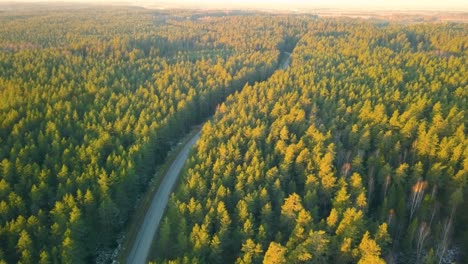 Forward-moving-aerial-showing-vacant-road-in-middle-of-dense-green-forest-during-morning-sunshine