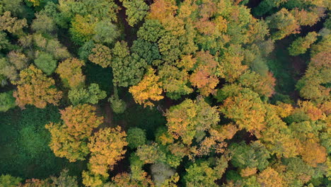 Overhead-colorful-mixed-autumn-forest-top-view
