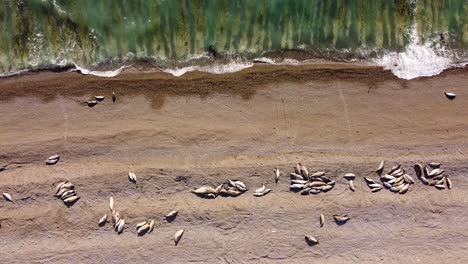 Luftaufnahmen-Von-Oben-Nach-Unten,-Die-Eine-Gruppe-Von-Seeelefanten-Zeigen,-Die-Am-Sandstrand-Vor-Dem-Atlantik-In-Argentinien-Liegen