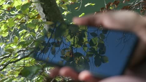 Tree-reflection-on-a-phone-screen--close-up