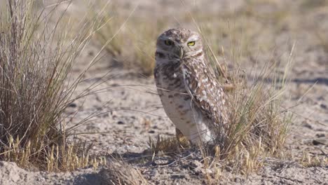 Close-up-shot-of-wild-owl-looking-into-camera,standing-in-the-Patagonian-desert-during-sunny-day-in-Argentina