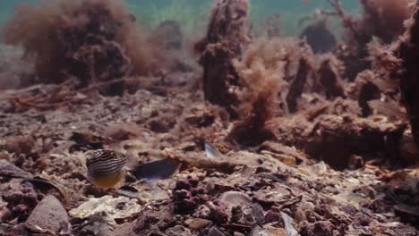 Slimy-Mackerel-Fish-School-under-Jetty-Scomber-australasicus-4k-slow-motion-Scombridae-underwater-scene