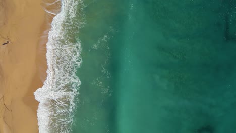 aerial-image-with-drone-of-lloret-de-mar-virgin-beach-with-green-vegetation-in-mediterranean-sea-turquoise-water-overhead-view
