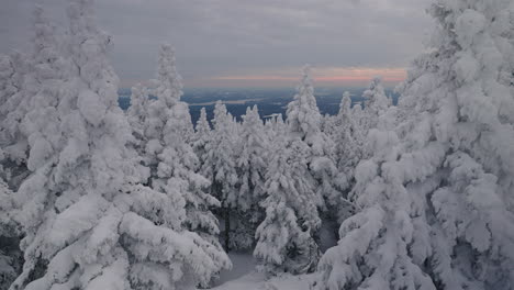 árboles-Coníferos-Cubiertos-De-Nieve-Durante-La-Temporada-De-Invierno-En-Orford-Quebec,-Canadá---Enfoque