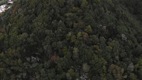 Shady-dark-dense-forest-woods-of-Sao-Miguel-Azores-Portugal-aerial