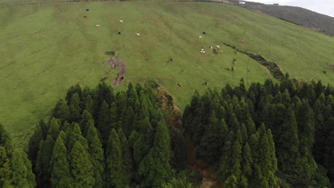 Fascinating-farm-valley-hills-of-Sao-Miguel-Azores-Portugal-aerial