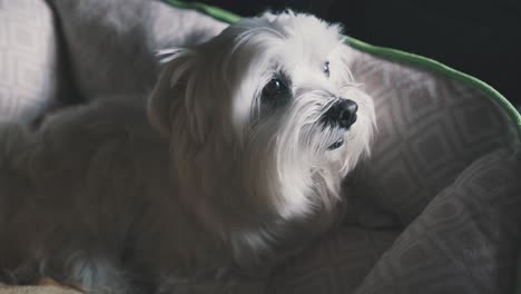 Handheld-shot-of-a-cute-maltese-dog-waking-up-on-the-morning