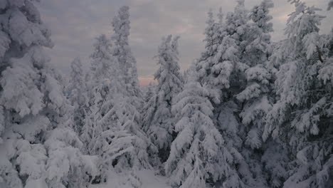 Nadelholz,-Das-Während-Der-Schneereichen-Wintersaison-In-Orford,-Quebec,-Kanada,-Dick-Mit-Schnee-Gegen-Bewölkten-Himmel-Bedeckt-Ist