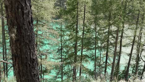 Trees-in-front-of-turquoise-water-at-lake-Vernago,-Italy