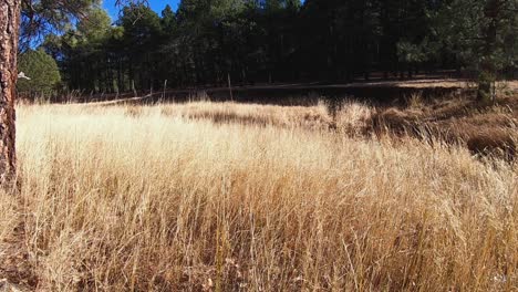 Dry-native-western-wheatgrass-coves-the-Coconino-National-Forest-floor
