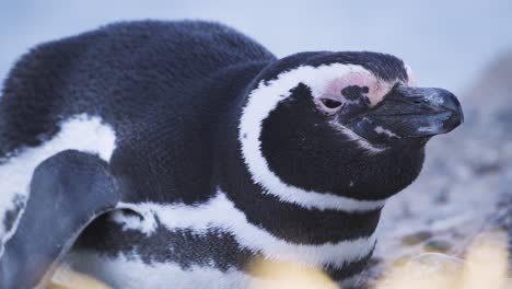 Makro-Nahaufnahme-Eines-Ruhenden-Magellan-Pinguins-Während-Eines-Sonnigen-Tages-In-Der-Natur