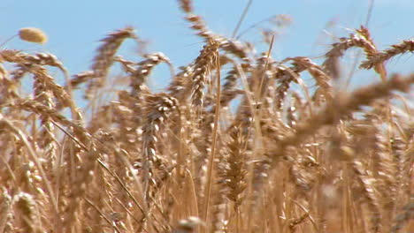 Close-up-of-Wheat-fields